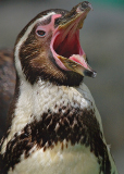 penguin going nyah